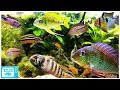 15 Great Cichlids for Planted Aquariums!