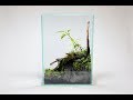 コケリウムの作り方 アシンメトリーなレイアウト編