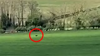 Motorist spots 'panther-like' big cat in a field | SWNS by SWNS 1,280 views 4 days ago 1 minute, 24 seconds