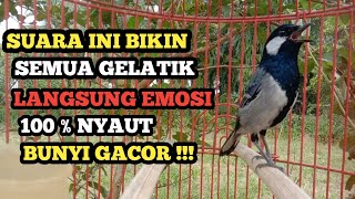 Suara Gelatik Batu Gacor Bikin Emosi Langsung Nyaut 100 % Ampuh Untuk Masteran & Pancingan 