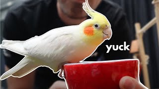Why Is This Cockatiel SO HARD FOR ME? | Diet Conversion Lessons with Clyde
