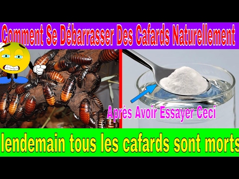 Vidéo: Le remède contre les cafards le plus efficace, ou la guerre aux insectes