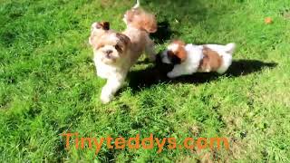 Chase me! Puppy playtime with Mom & Dad! Essential for development enrichment, skill-building & fun! by Tiny Teddys - Teddy Bear Puppies 83 views 1 year ago 5 seconds