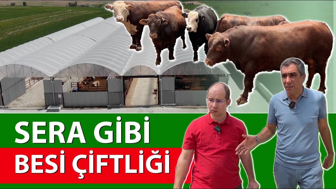Sera Sistemi İle Dana Yetiştirme