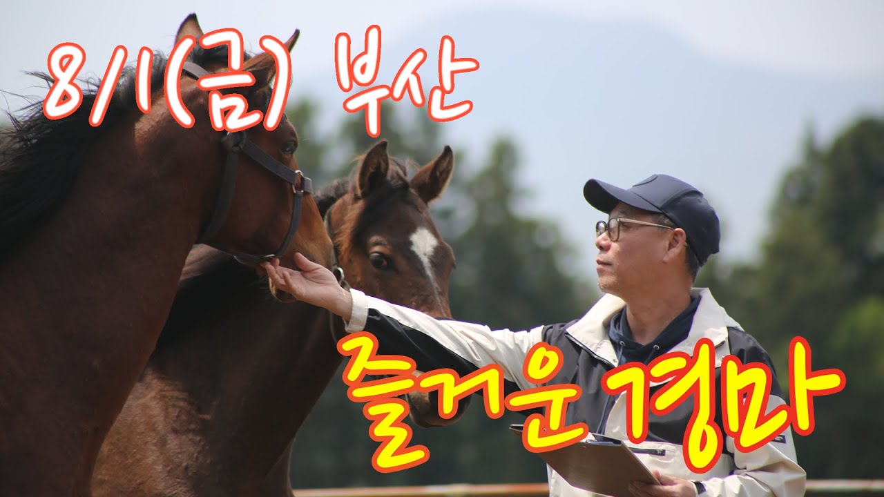 김호경마 8월 1일 금요일 부산 경마방송!