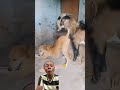 #funny #dontlaught  #laugher #trynottolaugh #hilariousfails #laugh #funnycomedy #animals
