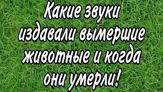 КАКИЕ ЗВУКИ ИЗДАВАЛИ ВЫМЕРШИЕ ЖИВОТНЫЕ И КОГДА ОНИ ИСЧЕЗЛИ (УМЕРЛИ) (часть 1) EXTINCT ANIMALS