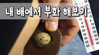 사람체온(36.5℃)을 이용해 병아리 부화를 시도했습니다. [부화실험#0] / incubating an egg on my body