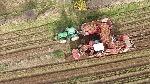 Mash Direct - Carrot Harvesting