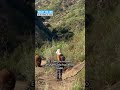 Un oso embiste a un excursionista en un sendero de Mount Wilson