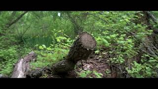 Nikon Z 6 4K Anamorphic Video: New Haven Green and Mill River