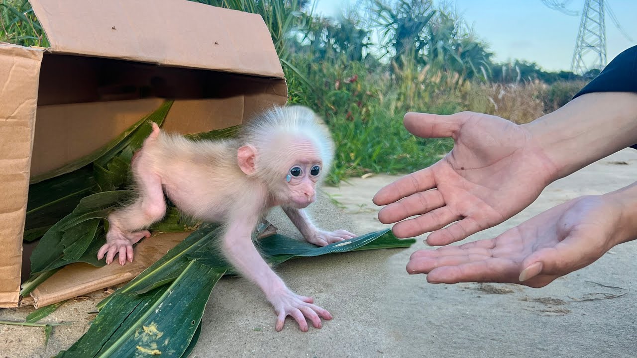 OMG..! What happened to this poor newborn monkey?
