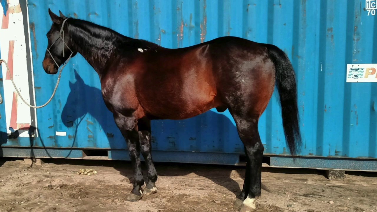 RG Fancher head horse for sale YouTube