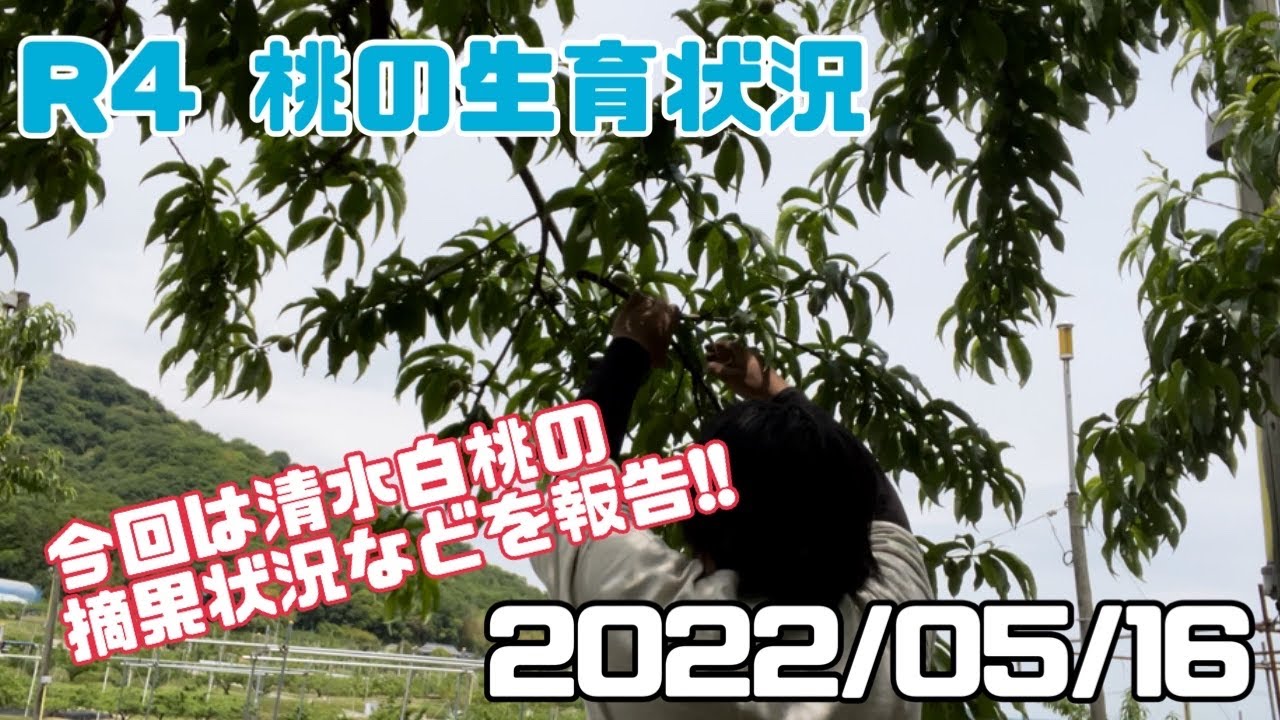 296 [Peach Growth Update] May 16, 2022: Checking the Fruit