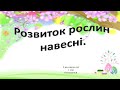 Розвиток рослин навесні. Я досліджую світ 2 клас.