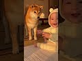 初めて柴犬を見た赤ちゃんの反応が可愛すぎた👶🐕 #shorts #赤ちゃん #犬