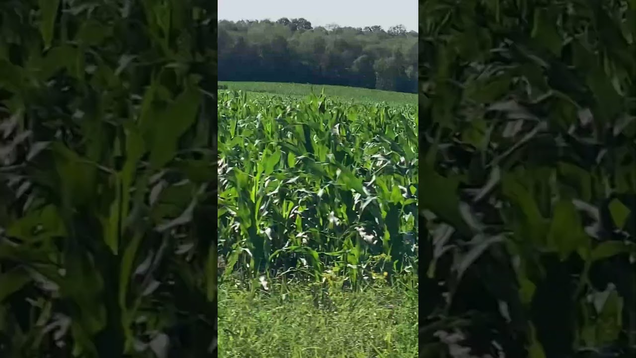 Funny Viral Clip | Random Funny Video 