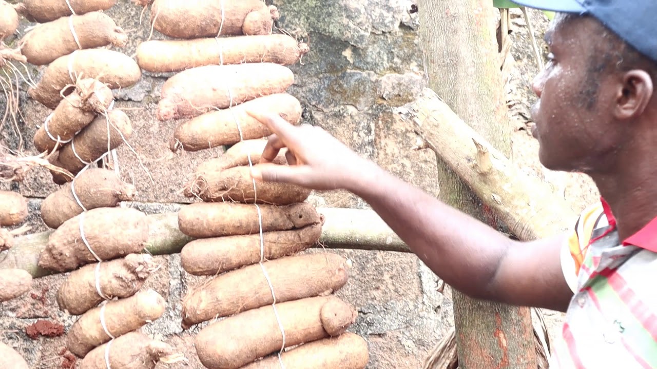 An Intro on how to tie Yams on a Barn YouTube