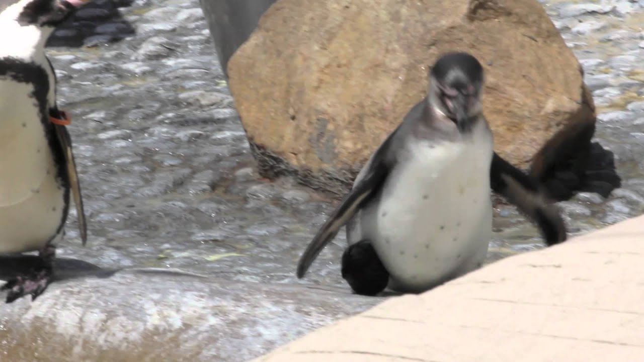 Penguin With A Funky Shoe (funky version) - Parry Gripp - YouTube