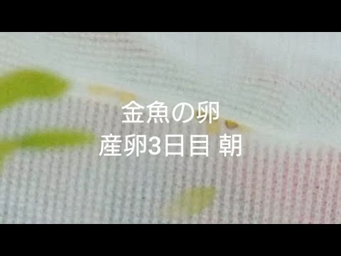 金魚の卵 産卵後2日目 有精卵 無精卵 Youtube