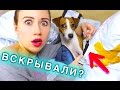 ВСКРЫЛИ НА ПОЧТЕ? - ПОСЫЛКИ ИЗ КИТАЯ ДЛЯ ПИТОМЦЕВ | ПОКУПКИ ИЗ ЗООМАГАЗИНА | Elli Di Pets