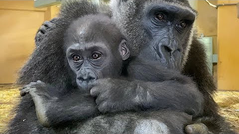 ゴリラ色の世界 Gorilla World Youtube