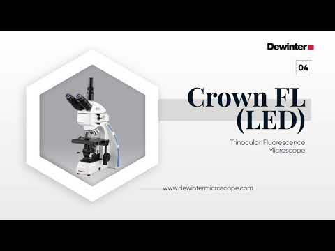 Dewinter Fluorescence Microscope