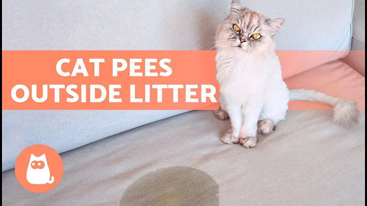 My CAT PEES EVERYWHERE 🐱💧 (Why and What to Do) - DayDayNews