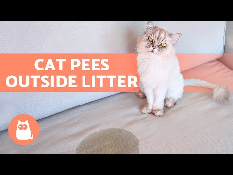 Video: Waarom taarten kattentaartjes?