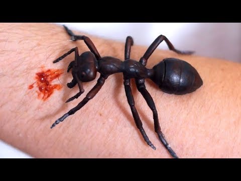 Vídeo: Por Que As Formigas Vermelhas São Prejudiciais?