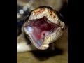 Snake bytes tv  rabbit vs huge snake  snakebytestv