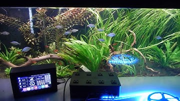 Setting up Lightning Show using Robo-Tank DIY Aquarium Controller
