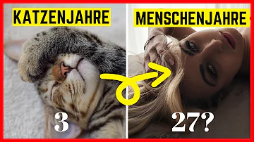 Wie viel ist 1 Katzenjahr in Menschenjahr?