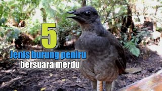 5 jenis burung peniru bersuara merdu