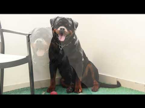 Just look at this Rottweiler’s face when he wants to play! 🤣