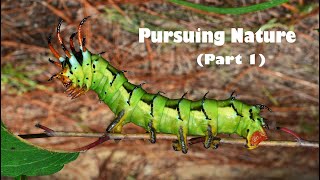 Pursuing Nature (PART ONE)