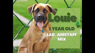Bethlehem Dog Trainers ||| OLK9 Lehigh Valley ||| 1 Year Old Labrador/Amstaff mix, Louie