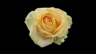 Dying "Peach Avalanche" Rose Stock Video