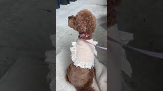 케이프가 너무 예뻐서 억지로 입었어요~
