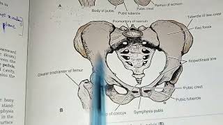 Ant lat abdominal wall | Snell ch 6 part 1