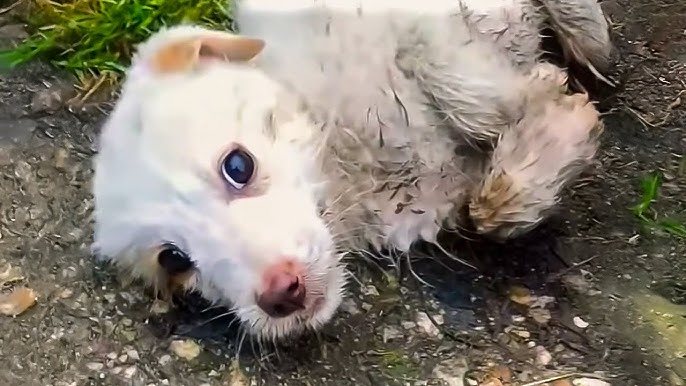 He cried and begged the stranger to save him, what happened next was  miraculous. - YouTube