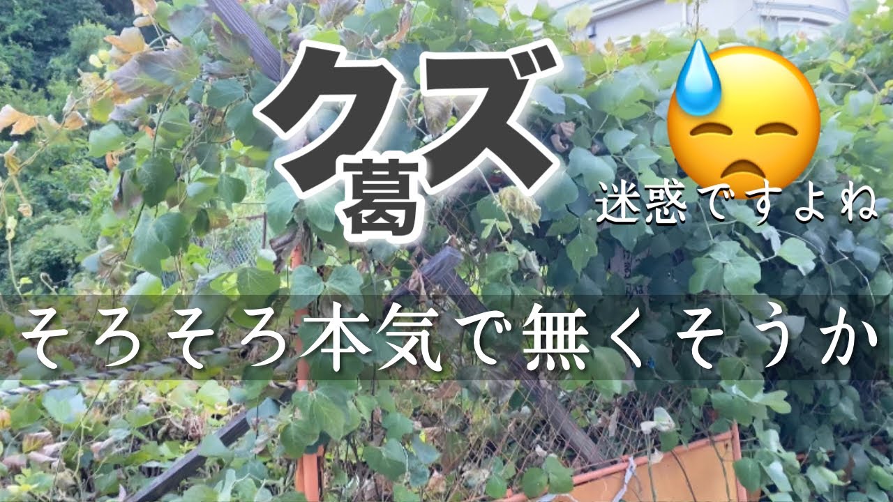 クズ葛の駆除方法を具体的に説明【あなたはまだ放ったらかしますか?】 - YouTube