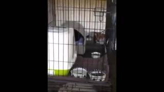 Barn cat set up demo