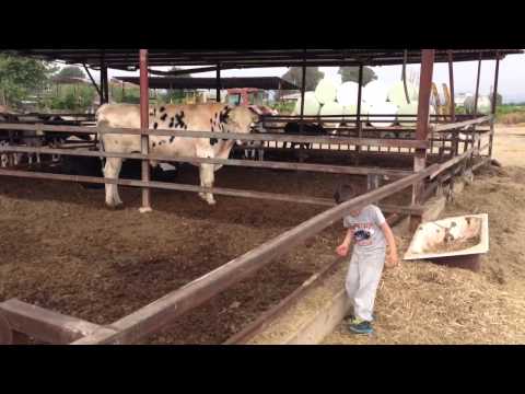Βίντεο: Κελτικό Ωροσκόπιο Ζώων: Αγελάδα