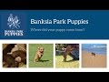 Banksia park puppies