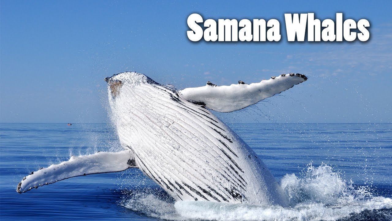 Samana Whale Watching from Punta Cana Tour