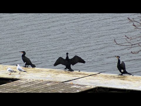 Kormoran versus Fischbestand