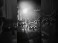 Scary Raccoons Seeing In The CCTV Camera 📷 😮 #youtubeshorts #metaai