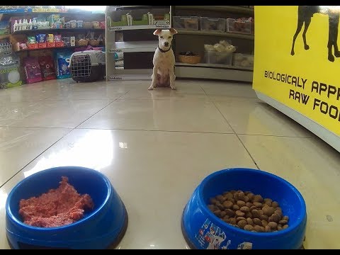 Βίντεο: Πώς η τροφή του σκύλου σας επηρεάζει τη διάθεσή του