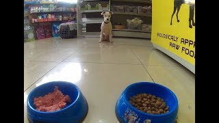 Σκύλος Διατροφή B.A.R.F. Vs Ξηρα Τροφή Μέρος 1ο | Feeders Strs ep6